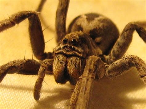 Arana on wn network delivers the latest videos and editable pages for news & events, including entertainment, music, sports, science and more, sign up and share your playlists. Araña Lobo(Lycosa Tarantula) 1 - ARACNIDOS DE ARGENTINA LUIS F. MORENO SILVERSMITH - Artelista.com