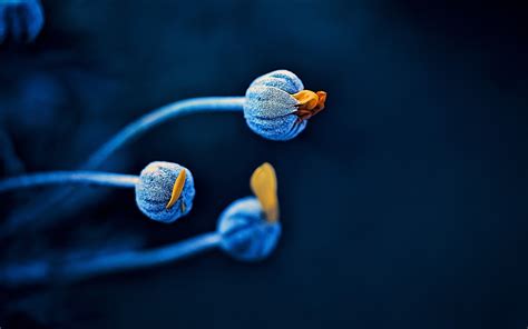Wallpaper Water Reflection Blue Biology Flower Stem Plant
