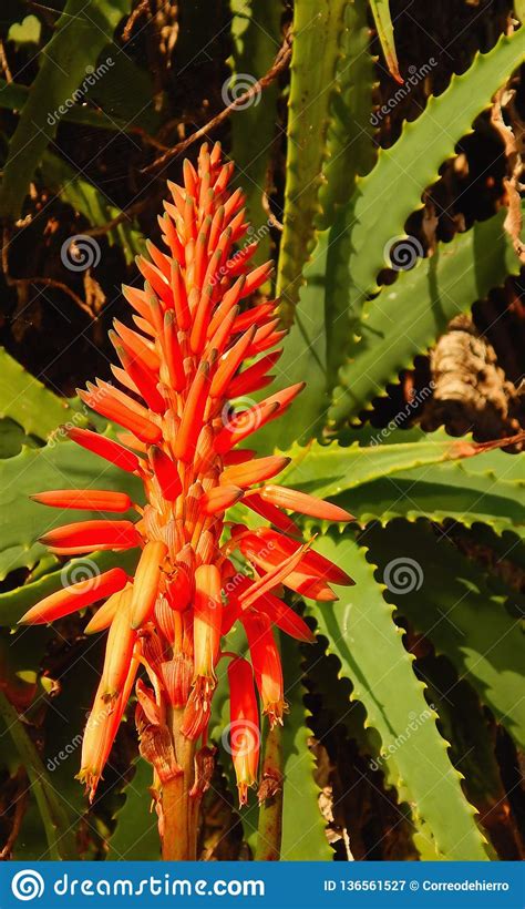 I put my aloe vera in direct sunlight for a day and it changed color. Aloe Vera Flower With Sunlight Stock Image - Image of aloe ...