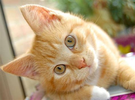 Komischer ohrdruck wie von innen geschwollen. Ohren von Katzen reinigen: Diese Tricks helfen