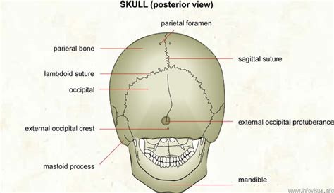 Skull Posterior View Visual Dictionary Didactalia Material Educativo