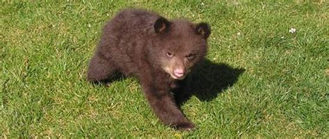 idaho black bear rehabilitation