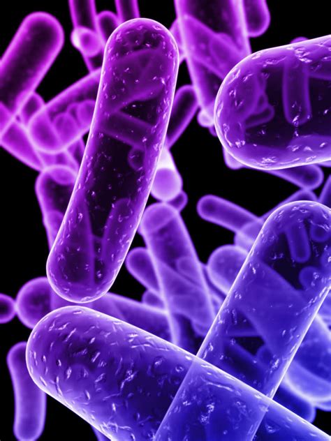 Actual Vet 75 Bacterias Para Mejorar La Produccion De Camarones