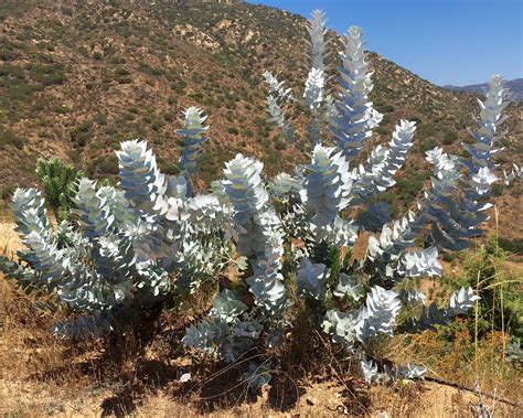 Jan 15, 2011 · after seeing eucalyptus in the san francisco area, cooper settled down in santa barbara in 1870. A Passion for Flowers: In the Field: Eucalyptus macrocarpa