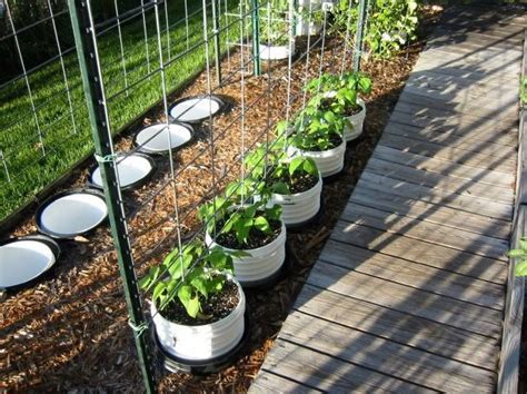 Trellis For Pole Beans In Buckets Ecosia In 2020 Container