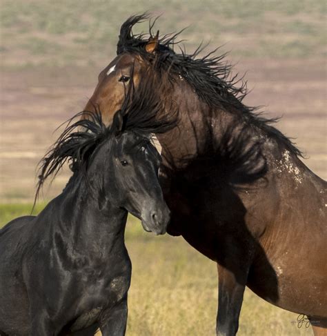 Wild Horses Fighting Onaqui Herd Photography Of Wild Horses