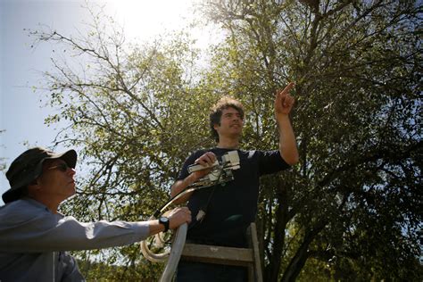 Christs Crown Of Thorns Tree May Help In Climate Change Fight