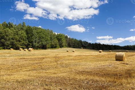 wheat straw is further used in agriculture, 9717461 Stock Photo at Vecteezy