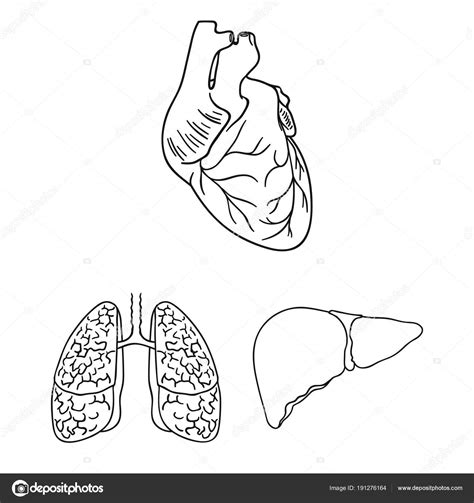 Human Organs Outline Icons In Set Collection For Design Anatomy And