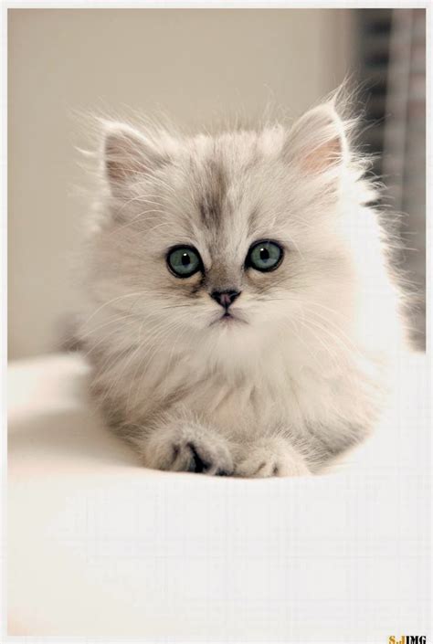 Pets World Top 5 Cute Cat Breeds For Families
