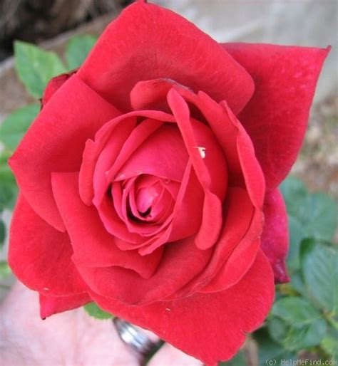 Red Masterpiece Rose