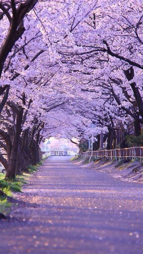 25 Outstanding Sakura Flower Wallpaper Aesthetic You Can Save It Free