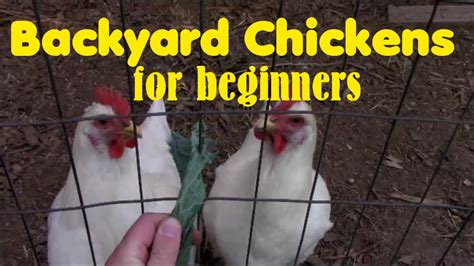 Backyard Chickens For Beginners Youtube