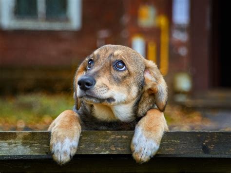 70 Of The Worlds Dogs Live Abandoned