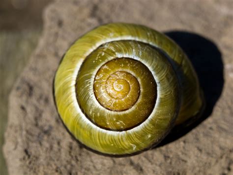 Snail Shell Earthrise Galleries Digital Photography Review Digital