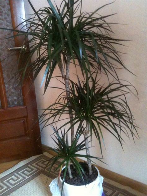Growing indoors in pots, dracaena plants are sensitive to fertilizer salts. Dracaena Plant Care: growing, planting, cutting. Diseases ...