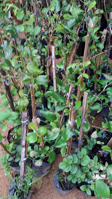 Pokok bidara ini saya beli di pasar tani. Mini Kebun Belakang Rumah: BENIH POKOK BIDARA