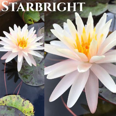 Tropical Water Lily Varieties And Identification Garden Ponds Nursery