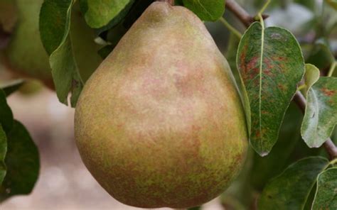 Doyenne Du Comice Pear Trees For Sale From Orange Pippin