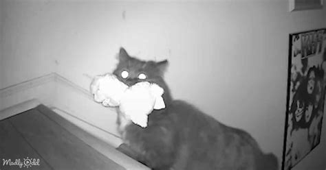 Hidden Camera Catches Cat Stealing Toys Madly Odd