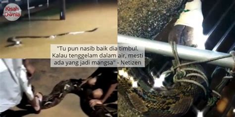 69 | mimpi melangkahi ular sawah: VIDEO 'Cuak' Nampak Ular Sawa Besar Hanyut Banjir, Sikit ...