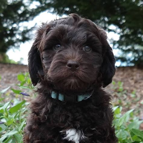 To reserve your australian labradoodle please fill out our puppy application $400. Puppies for sale - Australian Labradoodle, Miniature ...