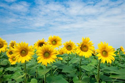 Premium Photo Sunflower Field With Cloudy Blue Sky
