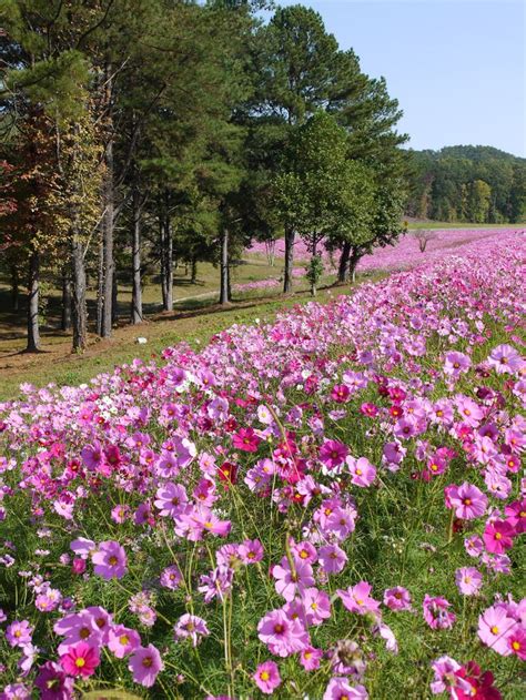 Cosmos Wild Flowers Everywhere Cosmos Are Flowering Herbaceous