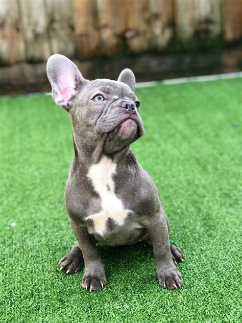 The top countries of supplier is china, from. Lilac French bulldog female puppy | in Barry, Vale of ...