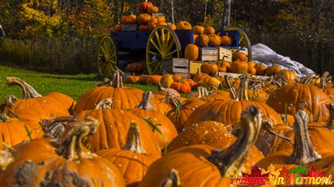 Autumn In Vermont Autumn Pumpkins In The Lower Village Of Stowe