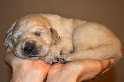 Puppies are blue tri color. Golden Retriever / Pyrenees Puppies for Sale in Salem ...