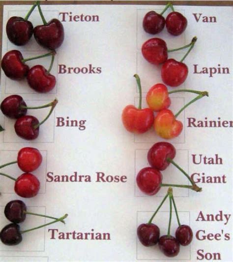 Different Types Of Cherries And Cherry Pie Recipe Noahs Blog