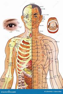 Acupuncture Chart Chinese Medicine Editorial Photography