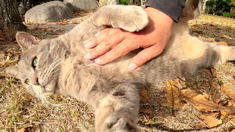 A Fat Gray Cat Relaxes After His Belly Is Touched By A Human