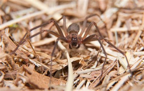 Colorado Springs Complete Brown Recluse Spider Control Guide