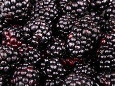 Sweetie pie is a new thornless blackberry cultivar released by the usda which is not only resistant to common blackberry diseas… Blackberry - Sweetie Pie Thornless | Heirloom seeds ...