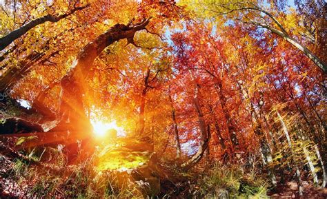 Magic Autumn Forest Stock Photo By © 90525492