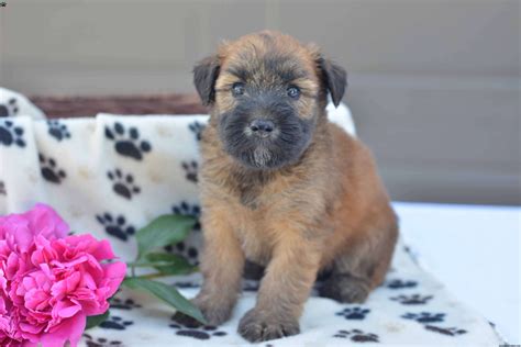 Welcome to east coast wheaten hypoallergenic terrier puppies. Ruby - Soft Coated Wheaten Terrier Puppy For Sale in Ohio