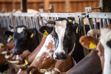 Biologische Sector Duitsland In Zwaar Weer Boerderij