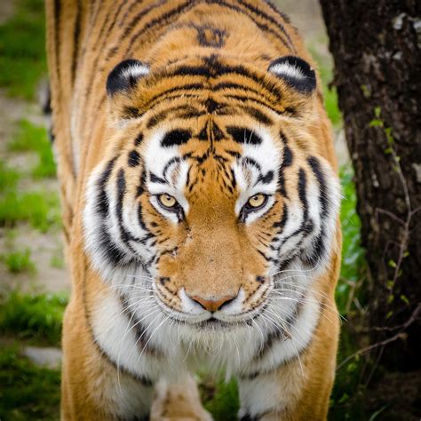Tigre Impresionantes Fotos En Hd Del Gran Felino