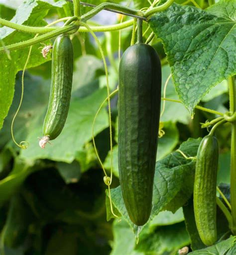 Cucumber And Pickle Sowing Growing Harvest Same Plant For Both