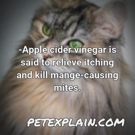 Does Vinegar Kill Mites On Dogs