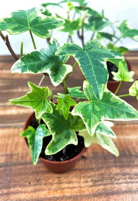 English Ivy Potted Plant Variegated Indoor Or Outdoor Plant Low