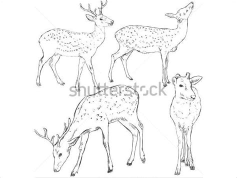 Deer Pencil Drawing Step By Step