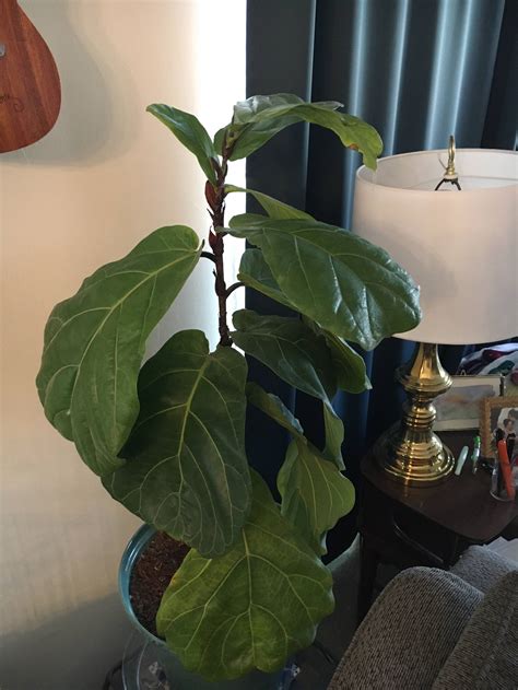 The main reasons why a fiddle leaf fig might lose its leaves are insufficient watering. My fiddle fig is getting droopy and turning yellow. Am I ...