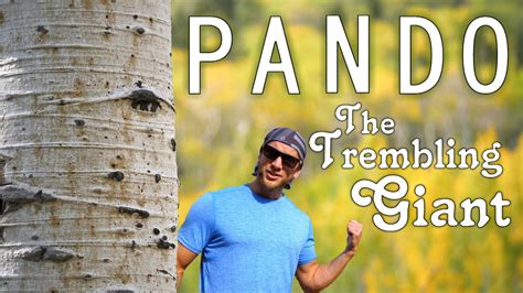Pando The Worlds Largest Living Organism Youtube