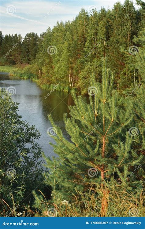 Forest Lake And Pine Trees On The Shore Stock Image Image Of Taiga