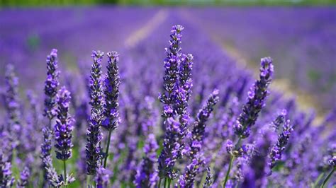 Grow Lavender In Pots 5 Important Steps
