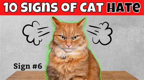 10 Signs Your Cat Hates You Youtube