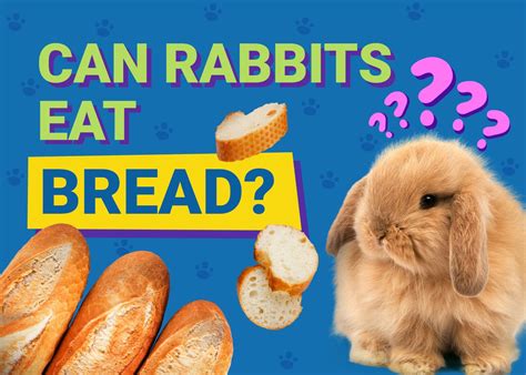 Can Rabbits Eat Bread Vet Approved Nutritional Facts And Faq Pet Keen